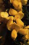 Cytisus sc. 'Gelber Funke' - Blte